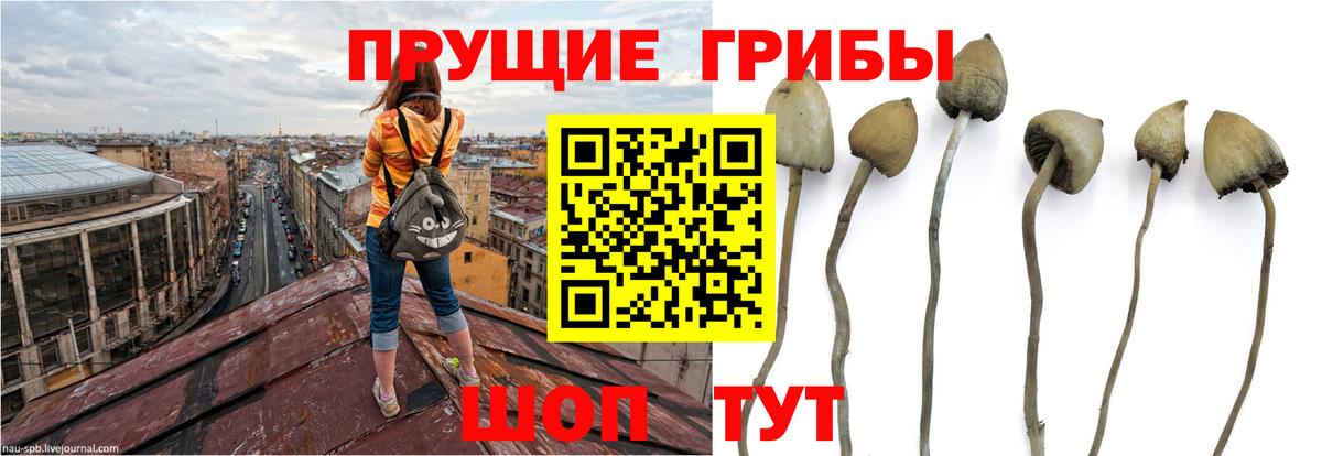 наркота  Галлюциногенные грибы мухоморы  Вход с VPN  Псилоцибиновые грибы MAGIC MUSHROOMS  Осинники 